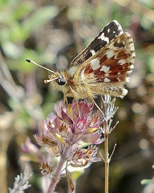 red underwing skipper